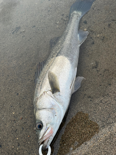 スズキの釣果