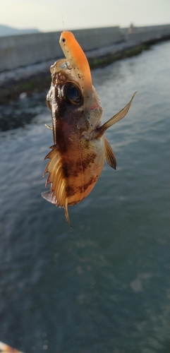 釣果