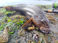 アイナメの釣果