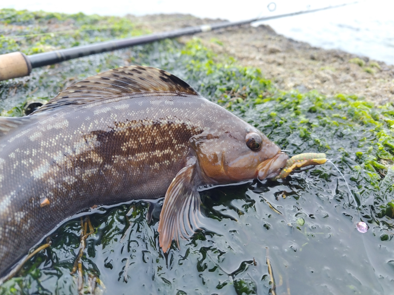 アイナメ