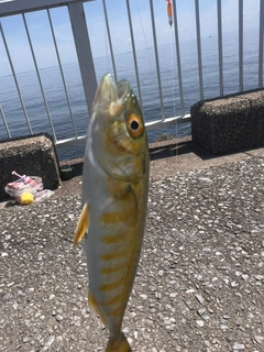 モジャコの釣果