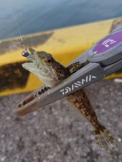 ハゼの釣果