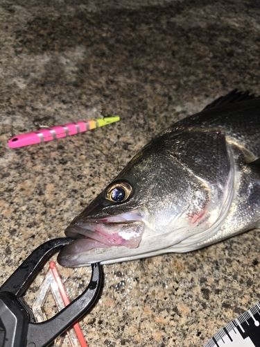 シーバスの釣果