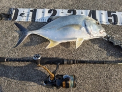 ロウニンアジの釣果