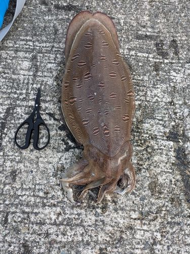 モンゴウイカの釣果