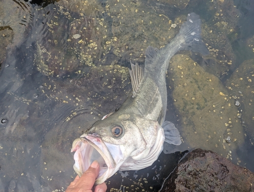 スズキの釣果