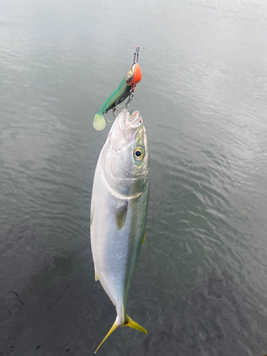 イナダの釣果