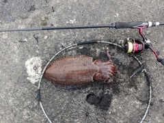 モンゴウイカの釣果