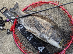 チヌの釣果