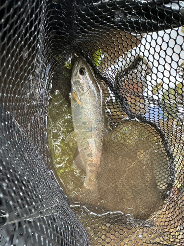 高知県東部