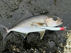 ショゴの釣果