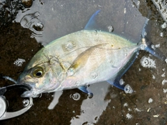 ナンヨウカイワリの釣果