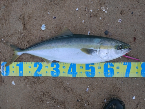 ハマチの釣果