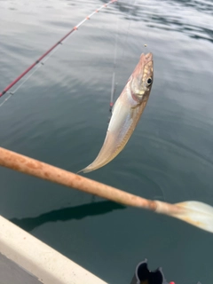 キスの釣果