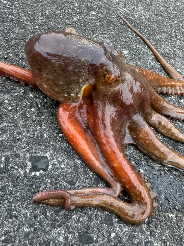 タコの釣果