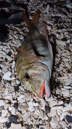 イソフエフキの釣果