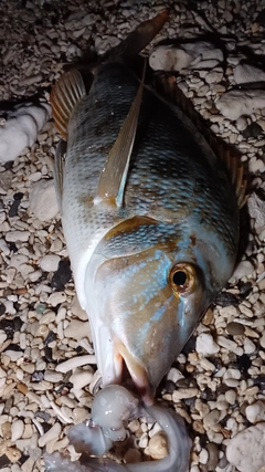 タマンの釣果