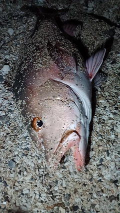 バラフエダイの釣果