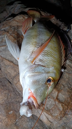 イソフエフキの釣果