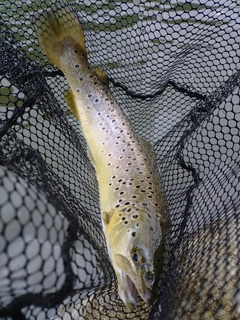 ブラウントラウトの釣果