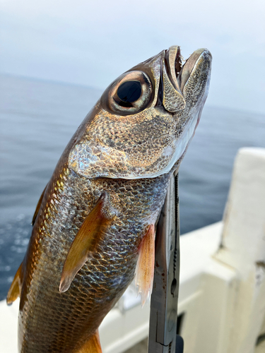 クロムツの釣果