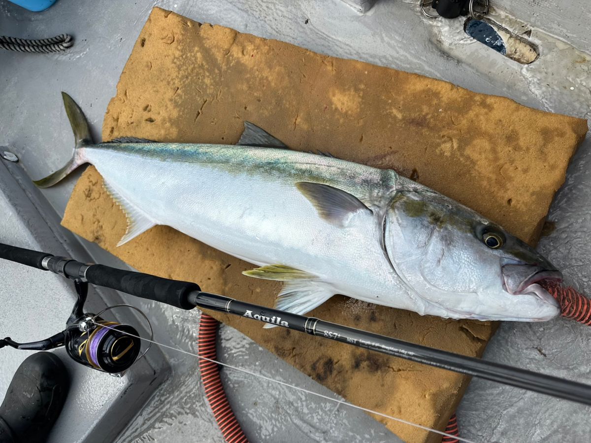 Guest08817618さんの釣果 2枚目の画像