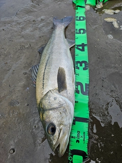 スズキの釣果