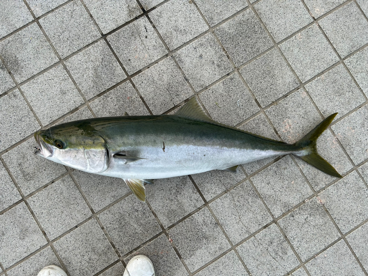 ともや 8888 さんの 2024年05月20日のブリの釣り・釣果情報(広島県 ...