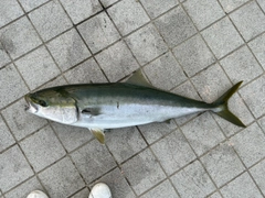 ブリの釣果