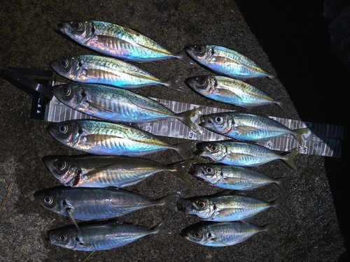 マアジの釣果