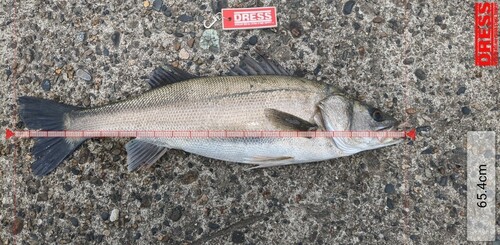 シーバスの釣果