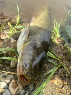 ナマズの釣果