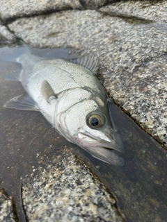 ヒラスズキの釣果