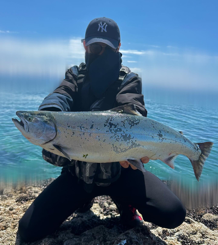 サクラマスの釣果