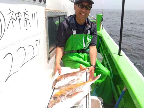 マダイの釣果