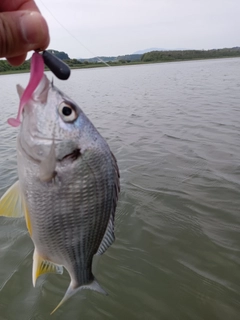 キビレの釣果