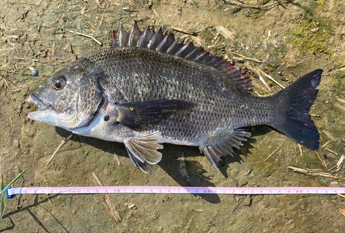 クロダイの釣果