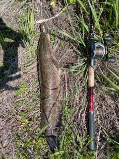 ライギョの釣果