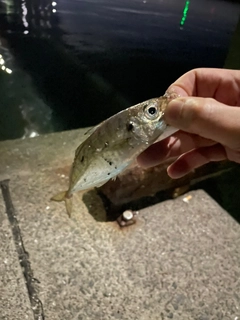 マアジの釣果