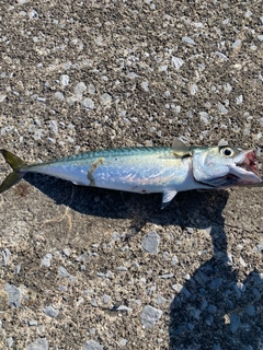 サバの釣果