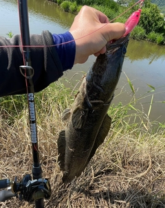 ライギョの釣果