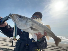 スズキの釣果