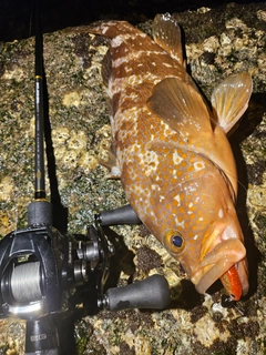 アコウの釣果