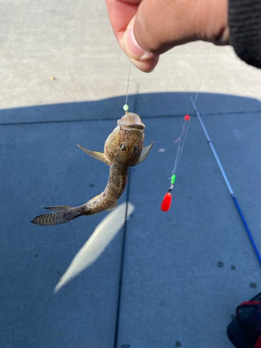 ハゼの釣果