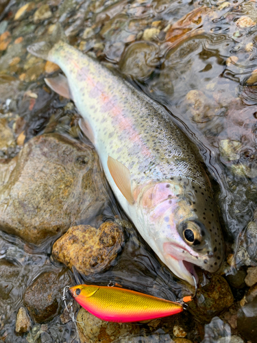 ニジマスの釣果