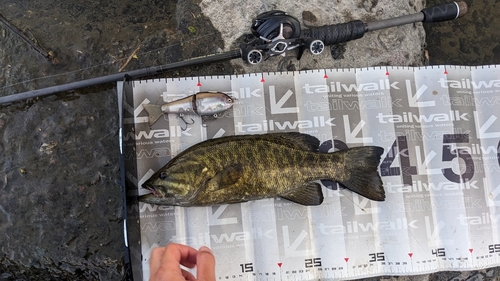 スモールマウスバスの釣果