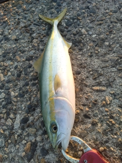 イナダの釣果