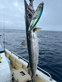 オオメカマスの釣果