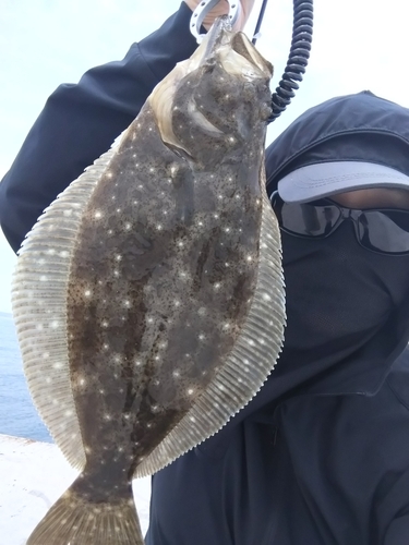 ヒラメの釣果