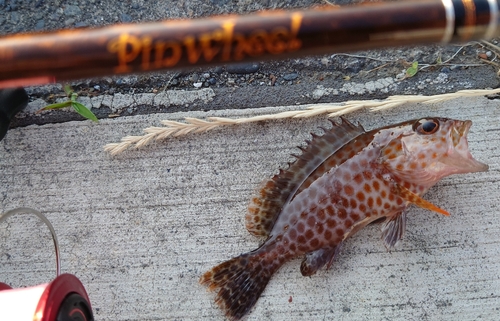 オオモンハタの釣果